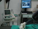 Zahnröntgengerät mit Hundekopfmodell - digitales Zahnröntgenbild im Hintergrund
