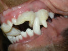 Korrektur Zahnfehlstellung Hund mit schiefer Ebene