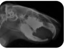 Röntgen Meerschweinchen überlange Backenzähne