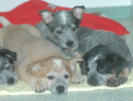 Welpen Australian Cattle Dog