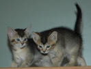 2 kleine Katzen