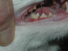 Parodontitis TR junge Katze