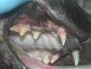 TR FORL Caninus Katze