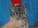 Chinchilla Jungtier
