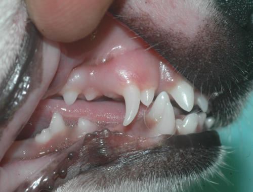 Zahnentwicklung beim Hundewelpen – Beispiel 1